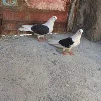 کبوتر.طوقی.پشتار