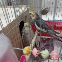 یک جفت عروس هلندی با دو جوجه یک ماهه