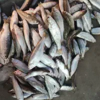 شوچی تازه امروز