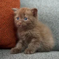 گربه اسکاتیش شکلاتی