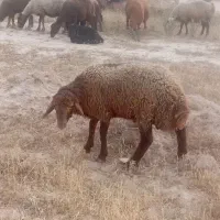 قوچ‌‌ژندارهمو‌وهترو