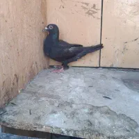 زاغ ماده