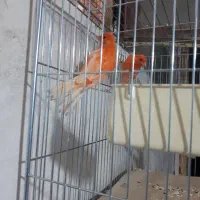 قناری جوجه نر رد فکتور