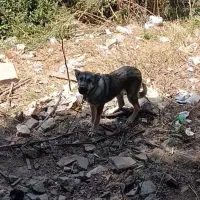 واگزاری سگ نگهبان