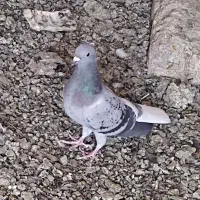 کبوتر