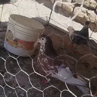 گمشده