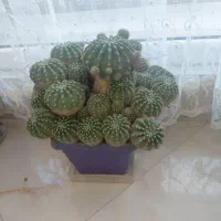 انواع کاکتوس