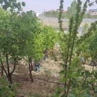سمپاشی وباغبانی