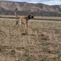 سگ عراقی ۱۶ ماهه