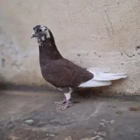 کبوتر پرشی
