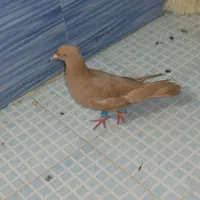 کفتر