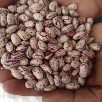 لوبیا چیتی تازه