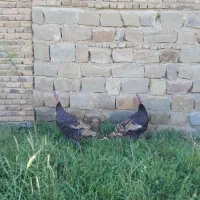 بوقلمون تازه