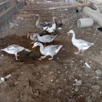 غاز۹عدد نروماده