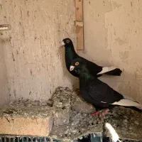 کفتر|پرنده|تربت جام, مسکن مهر|دیوار