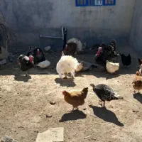 ۳عدد خروس بقلمون چاق مناسب برای عید قربان..