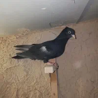 جوجه سرک سیا