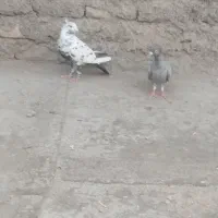 کفتر