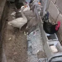 غاز و خروس