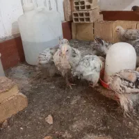 سلام برهمای دونه ۱۵۰۰