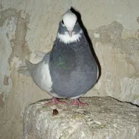 طوق سبز