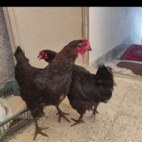 مرغ تخم گذاز