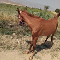 کره اسب درجه یک پنج نشان