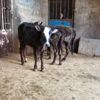 گوساله ماده   گاو گوسفند بز