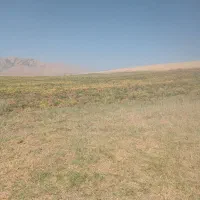 نخود درشت