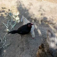 مرغ