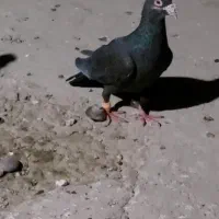 2جفت کبوتر عالی