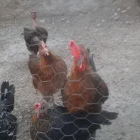 فروش مرغ محلی