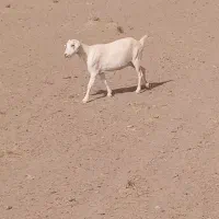 بزسانن