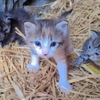 گربه|گربه|گرگان, |دیوار