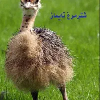 پذیرش سرمایه گذار در صنعت شترمرغ