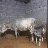 گاو و گوساله سه ماهه سمینتال رنگ خاص