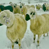 گوسفند زنده کردستان سالم قیمت مناسب