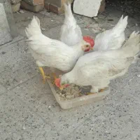 خروس مزرعه ۶ماه