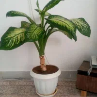 گل دیفن باخیا