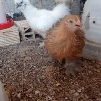 جوجه مرغ کوشین