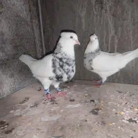 جفت طوقی الماسی