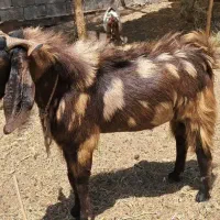 نری‌فروشی