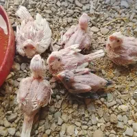 جوجه عروس هلندی
