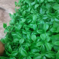 گرین وال یا دیوار سبز