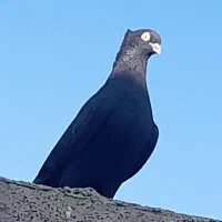 زاغ آبادانی کلافه روجا