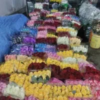گل روز هلندی گل چین روز شاخه 70تومان عمده و تکی