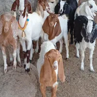 16راس بز.غاله بزرگ نژاد دوقلوزاونسل شیرا