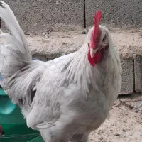 مرغ و خروس  ۵ ماهه