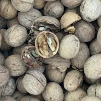 گردو بلغاری