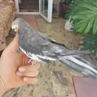 عروس هلندی